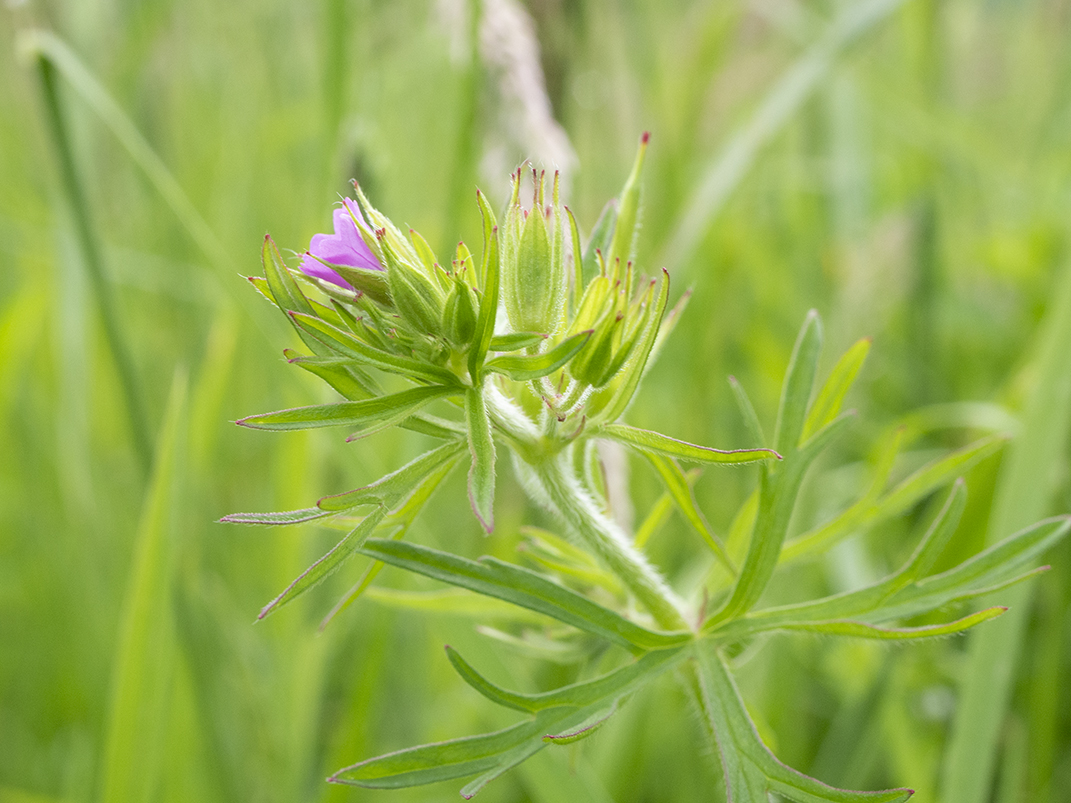 IMAGES\Slipbladige ooievaarsbek (geranium dissectum)\P1280098_sm.jpg